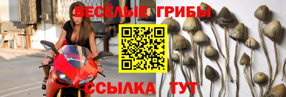 Юрга  Псилоцибиновые грибы Magic Shrooms  Галлюциногенные грибы ЛСД  Вход с VPN 